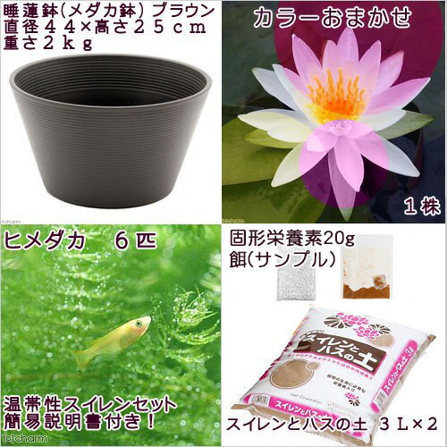 �ʥӥ��ȡ��סˡʤ�����˽鿴�Ը�������ϡȭ�ǰ�Ƥ롡��������饻�åȡʥ֥饦��˲ֿ����ޤ����������������ܤҤ�������������ա��ܽ��͹����