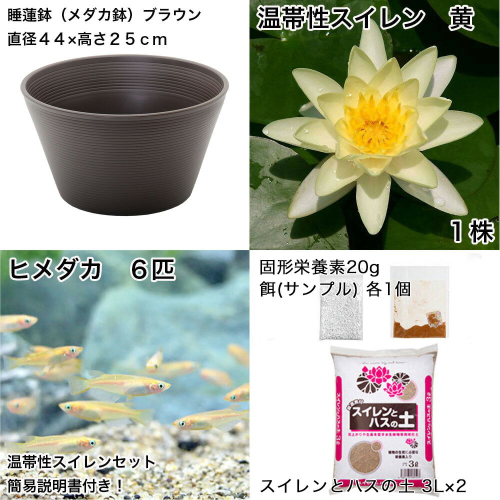 �ʥӥ��ȡ��סˡʤ�����˽鿴�Ը�������ϡȭ�ǰ�Ƥ롡��������饻�åȡʥ֥饦��˲�����������󲫡ܤҤ����6ɤ���������ա��ܽ��͹����