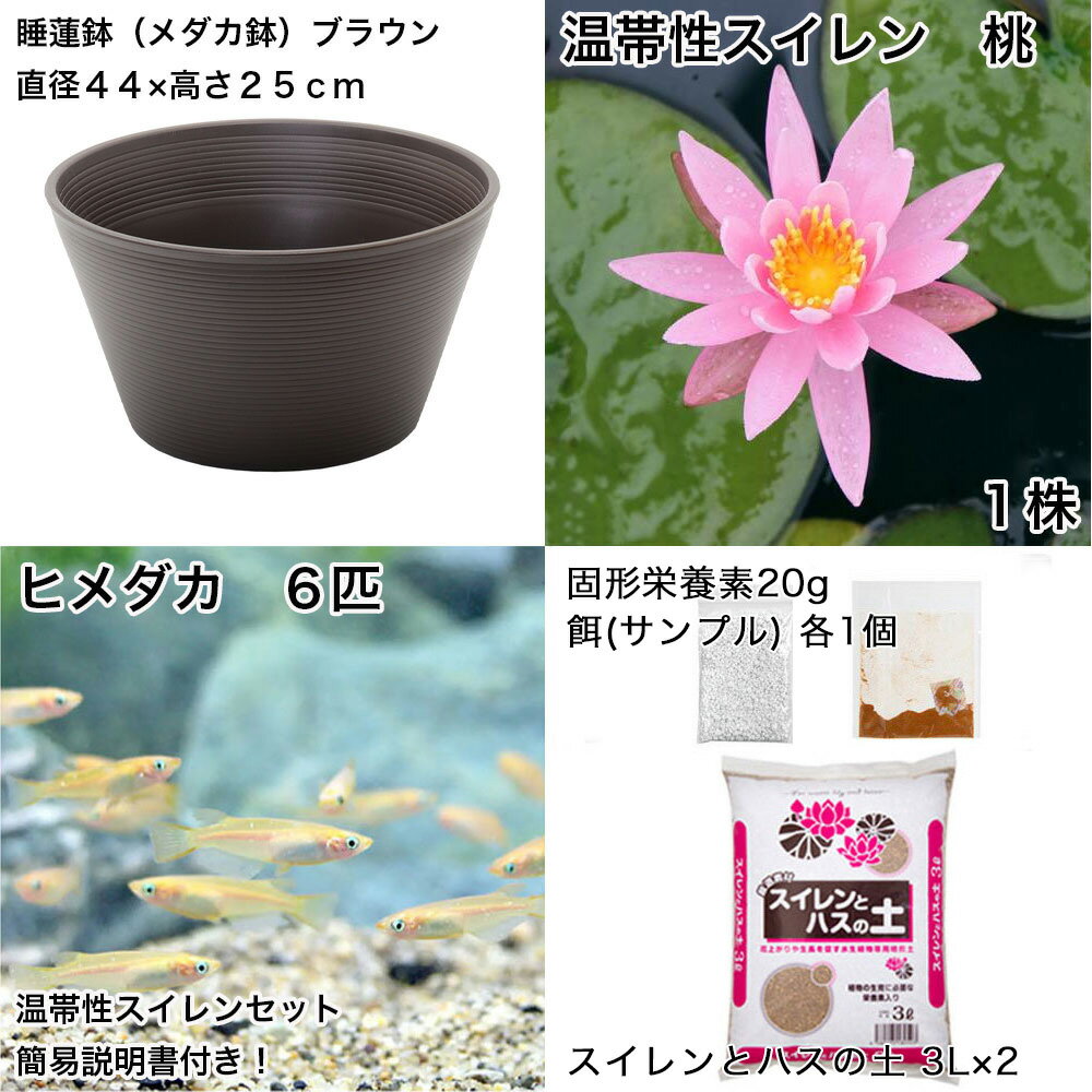 �ʥӥ��ȡ��סˡʤ�����˽鿴�Ը�������ϡȭ�ǰ�Ƥ롡��������饻�åȡʥ֥饦��˲���������������ܤҤ����6ɤ���������ա��ܽ��͹���ꡡ���饻�å�