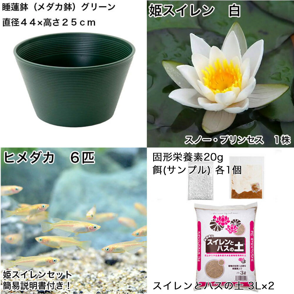 �ʥӥ��ȡ��סˡʤ�����˽鿴�Ը�������ϡȭ�ǰ�Ƥ롡��������饻�åȡʥ��꡼���ɱ���������ܤҤ����6ɤ���������ա��ܽ��͹���ꡡ���饻�å�