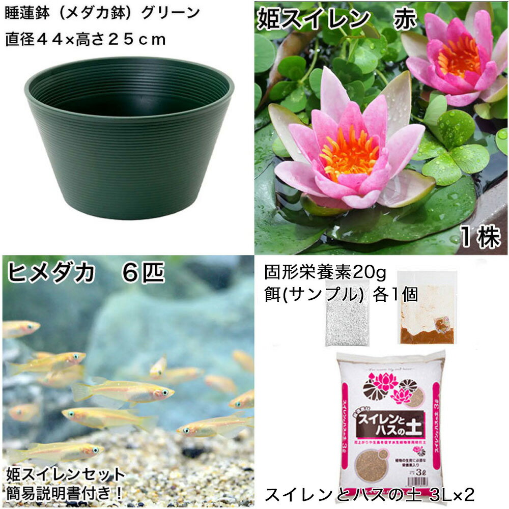 �ʥӥ��ȡ��סˡʤ�����˽鿴�Ը�������ϡȭ�ǰ�Ƥ롡��������饻�åȡʥ��꡼���ɱ��������֡ܤҤ����6ɤ���������ա��ܽ��͹���ꡡ���饻�å�