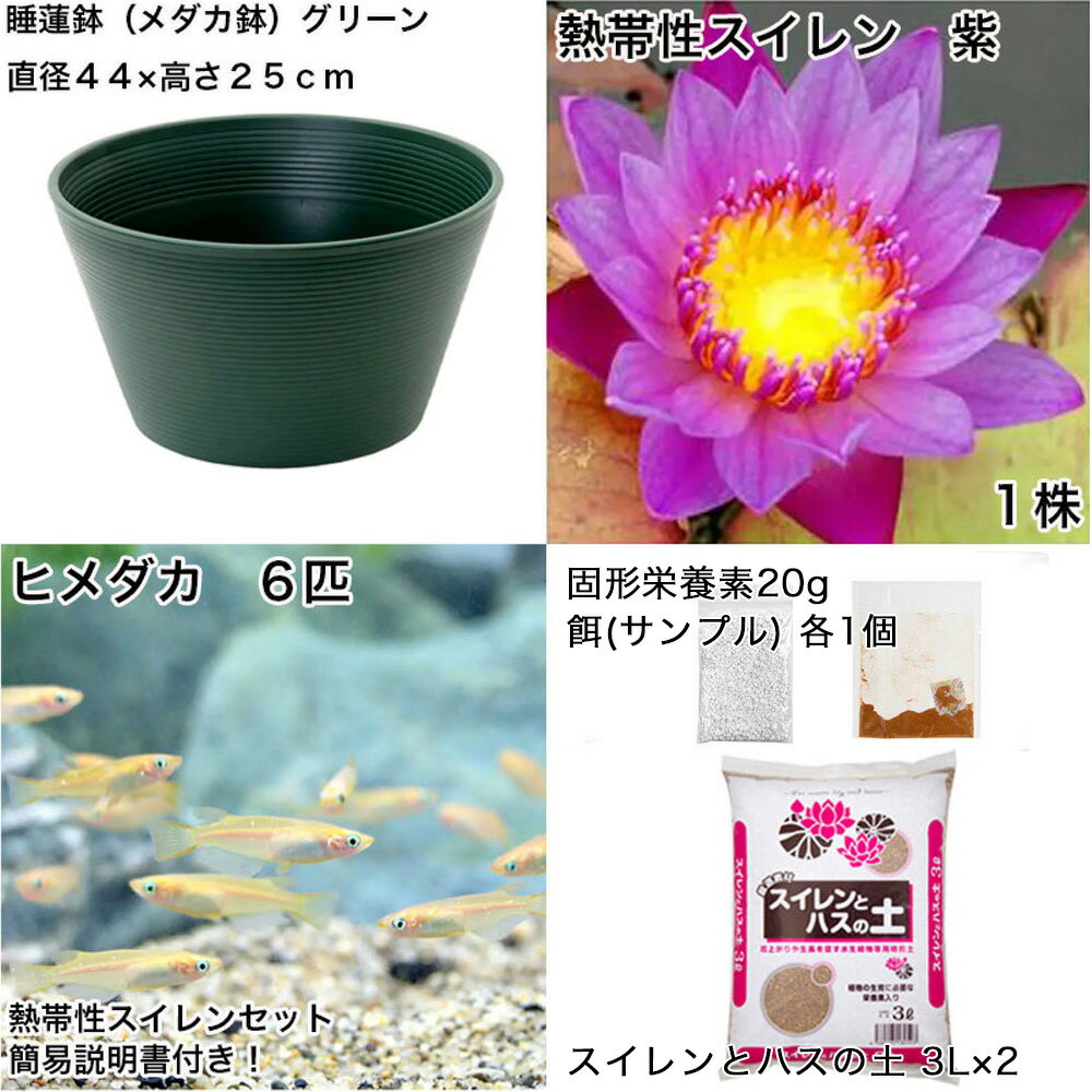 �ʥӥ��ȡ��סˡʤ�����˽鿴�Ը�������ϡȭ�ǰ�Ƥ롡��������饻�åȡʥ��꡼���Ǯ������������ܤҤ����6ɤ���������ա��ܽ��͹���ꡡ���饻�å�