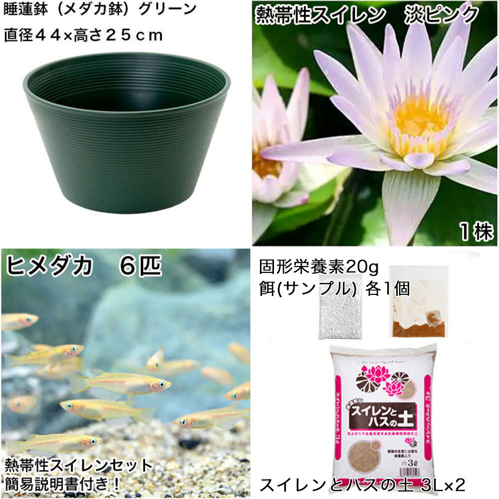 �ʥӥ��ȡ��סˡʤ�����˽鿴�Ը�������ϡȭ�ǰ�Ƥ롡��������饻�åȡʥ��꡼���Ǯ�����������ø�ԥ󥯡ܤҤ�������������ա��ܽ��͹����