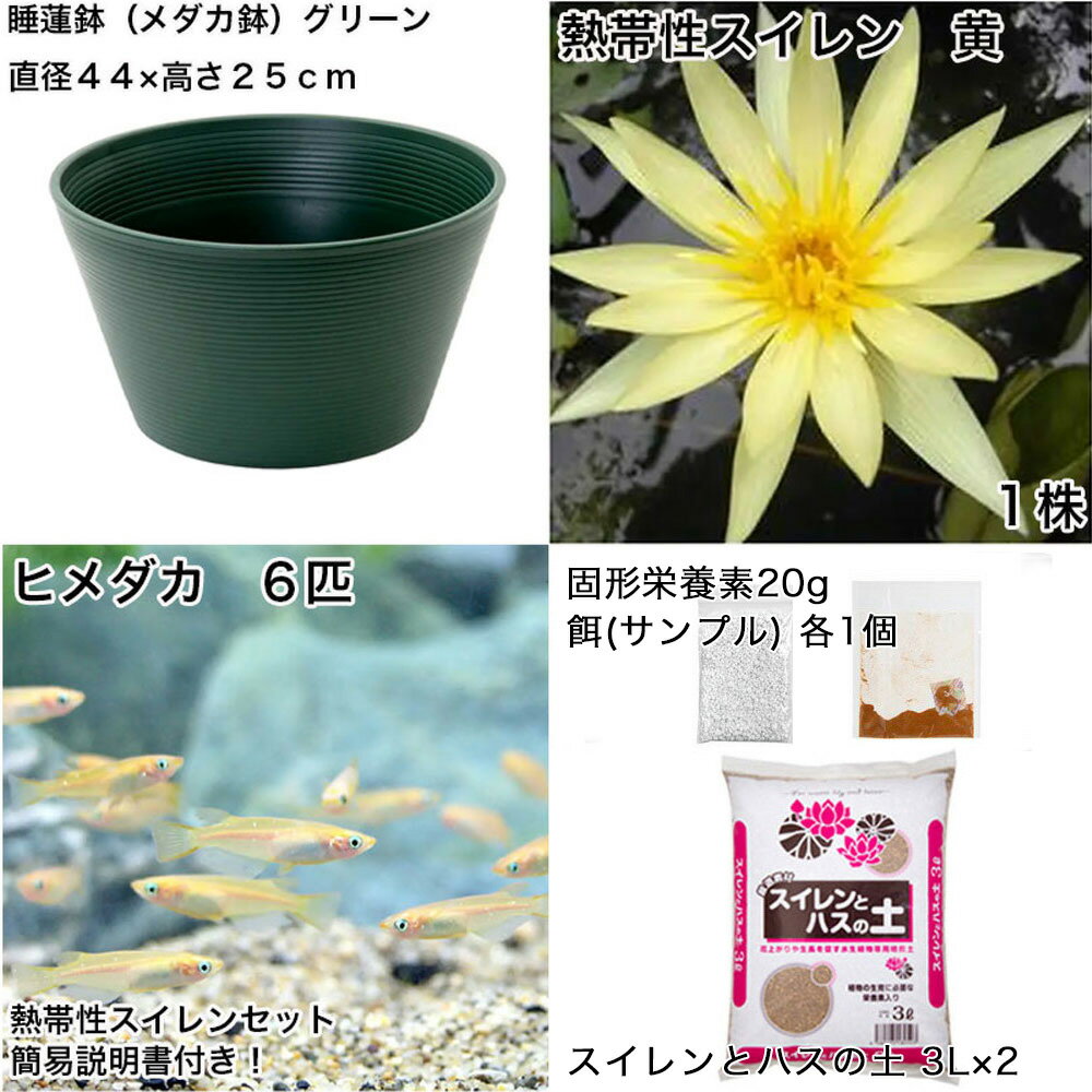 �ʥӥ��ȡ��סˡʤ�����˽鿴�Ը�������ϡȭ�ǰ�Ƥ롡��������饻�åȡʥ��꡼���Ǯ����������󲫡ܤҤ����6ɤ���������ա��ܽ��͹���ꡡ���饻�å�