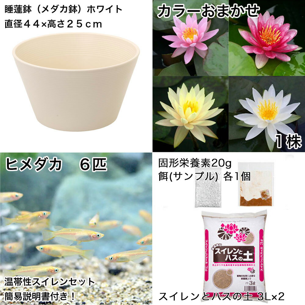 �ʥӥ��ȡ��סˡʤ�����˽鿴�Ը�������ϡȭ�ǰ�Ƥ롡��������饻�åȡʥۥ磻�ȡ˲ֿ����ޤ����������������ܤҤ�������������ա��ܽ��͹����