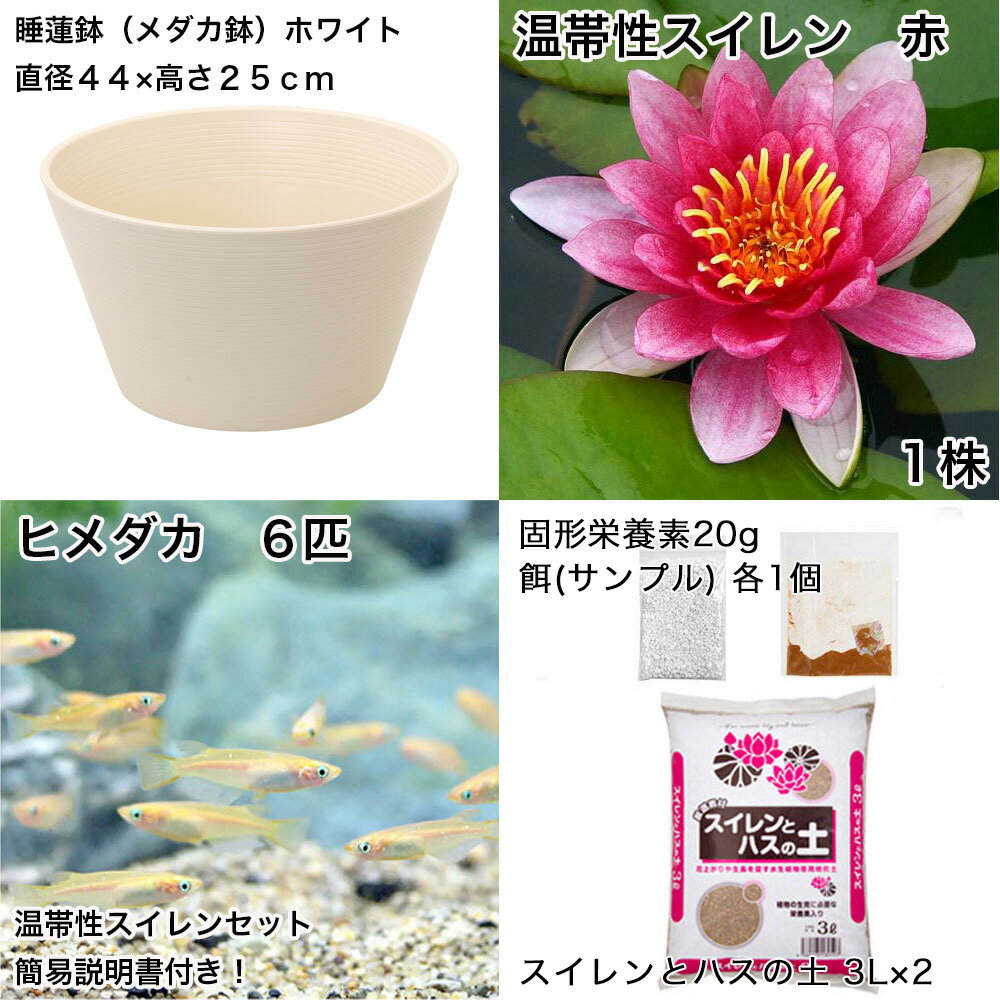 �ʥӥ��ȡ��סˡʤ�����˽鿴�Ը�������ϡȭ�ǰ�Ƥ롡��������饻�åȡʥۥ磻�ȡ˲�������������֡ܤҤ����6ɤ���������ա��ܽ��͹���ꡡ���饻�å�