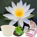 送料無料 ●母の日ギフト●睡蓮鉢(ホワイト) 温帯性睡蓮セット(白) 同梱不可 5月1日〜5月11日にお届け