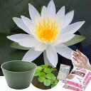 送料無料 ●母の日ギフト●睡蓮鉢(グリーン) 温帯性睡蓮セット(白) 同梱不可 5月1日〜5月11日にお届け