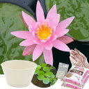 送料無料 ●母の日ギフト●睡蓮鉢(ホワイト) 温帯性睡蓮セット(桃) 同梱不可 5月1日〜5月11日にお届け