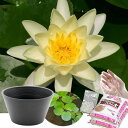 送料無料 ●母の日ギフト●睡蓮鉢(グレー) 温帯性睡蓮セット(黄) 同梱不可 5月1日〜5月11日にお届け