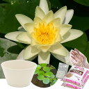 送料無料 ●母の日ギフト●睡蓮鉢(ホワイト) 温帯性睡蓮セット(黄) 同梱不可 5月1日〜5月11日にお届け