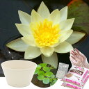 送料無料 ●母の日ギフト●睡蓮鉢(ホワイト) 姫睡蓮セット(黄) 同梱不可 5月1日〜5月11日にお届け