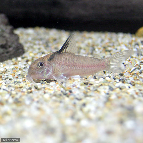 （熱帯魚）コリドラスsp．ヴィクトリア（ワイルド）（1匹）　北海道・九州航空便要保温　沖縄別途送料