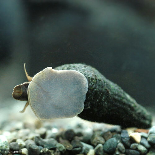 �ʥ��ӡ����˥���˥ʡ�10ɤ�ˡʡ�2�䤪�ޤ���