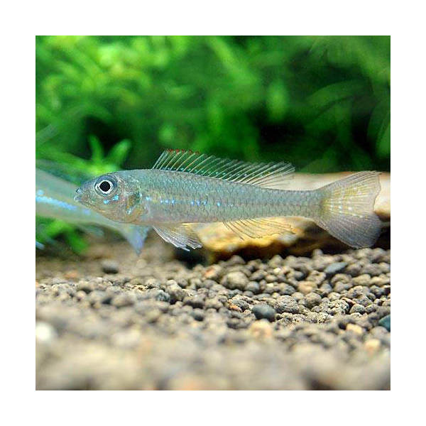 （熱帯魚）グリーンドワーフ・シクリッド（ワイルド）（1ペア）　北海道・九州航空便要保温