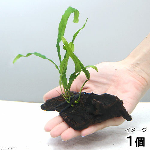 （水草）巻きたて　ミクロソリウム　セミナロー付流木　ミニサイズ（約8cm）（無農薬）（1本）