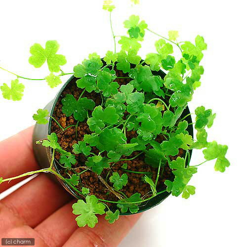 �ʿ����ȭ�������Υ��ɥ�ʿ���աˡ�̵�����ˡ�1ȭ��