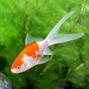 (国産金魚)コメット(1匹)