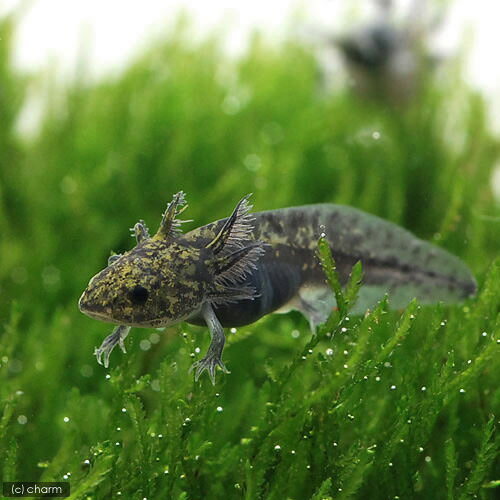 ��ξ����˥����ѡ��롼�ѡ����֥�å���S��������1ɤ�ˡ��̳�ƻ���彣�Ҷ������ݲ�