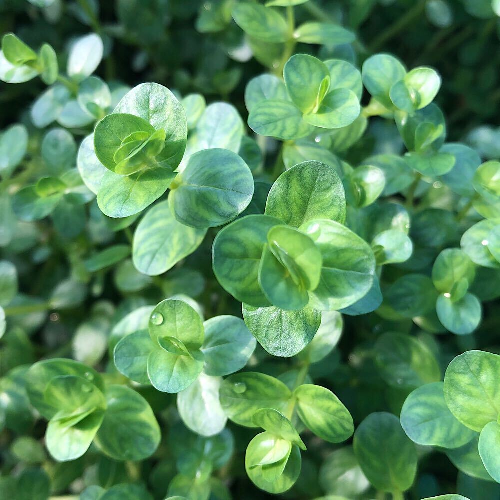 （水草）グリーンロタラ（水上葉）（無農薬）（20本）