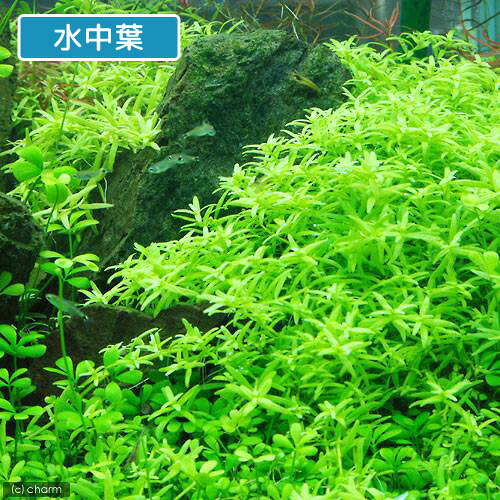 （水草）グリーンロタラ（水上葉）（無農薬）（30本）