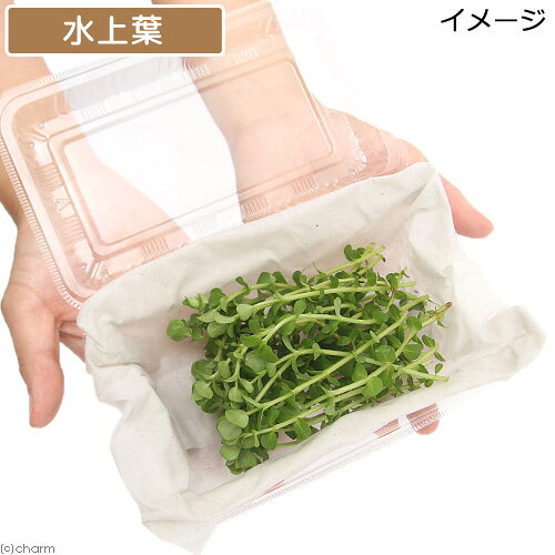 （水草）グリーンロタラ（水上葉）（無農薬）（30本）