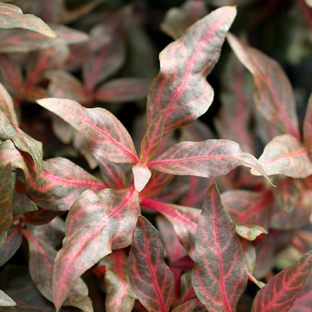 （水草）アルテルナンテラ　レインキー　斑入り（Alex）（水上葉）（無農薬）（3本）のサムネイル