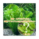 （水草）金魚藻　アナカリス（無農薬）（5本）＋おまかせ浮草1種（4株）