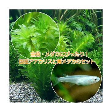 （めだか）（水草）メダカ・金魚藻　国産　アナカリス（無農薬）（5本）＋青メダカ（6匹）