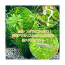 (めだか)(水草)メダカ・金魚藻 国産 アナカリス(無農薬)(5本)+おまかせ浮き草3種+クロメダカ(6匹)