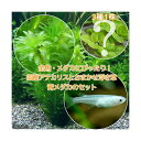 (めだか)(水草)メダカ・金魚藻 国産 アナカリス(無農薬)(5本)+おまかせ浮き草3種+青メダカ(6匹)