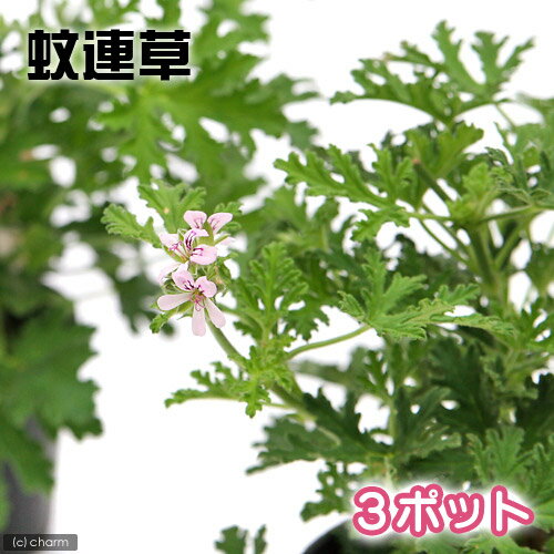 （観葉植物）ハーブ苗　カレンソウ（蚊連草・蚊嫌草）　3号（3ポット）　家庭菜園　虫除け植物