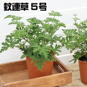 虫除けハーブ 蚊連草 シトロネラゼラニウム ニーム インドセンダン の苗を購入 佐賀 鳥栖 久留米の出張もみ屋 スリーピングフォレスト リラクゼーションの First Class へ 虫除けハーブ 蚊連草 シトロネラゼラニウム ニーム インドセンダン の苗を購入 佐賀 鳥栖 久留米の出張もみ屋 スリーピングフォレスト リラクゼーションの First Class へ