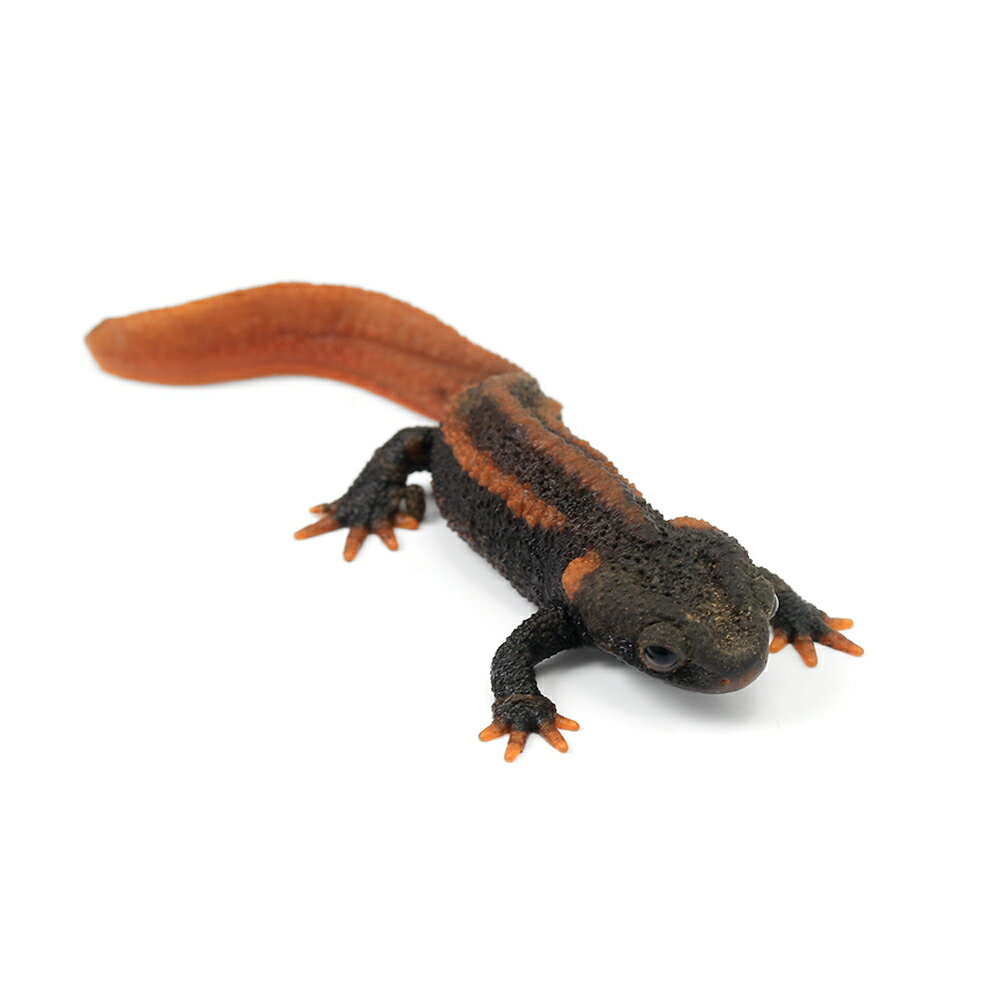 （両生類）コイチョウイボイモリ（1匹）　北海道航空便要保温