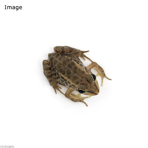 ��ξ����˥ȥ����祦����ޥ������1ɤ�ˡ��̳�ƻ���彣�Ҷ������ݲ�