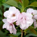 (山野草)盆栽 サクラ(桜) 旭山桜 3.5号~(1ポット)(休眠状態)