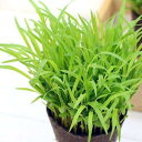 （観葉植物）スーダングラス　うさぎの草　直径8cmECOポット植え（無農薬）（3ポットセット）　生牧草　うさぎのおやつ
