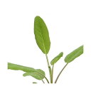 (観葉植物)ハーブ苗 セージ コモン 3号(1ポット) 家庭菜園 ティー