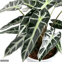 (観葉植物)アロカシア バンビーノ 6号(1鉢)