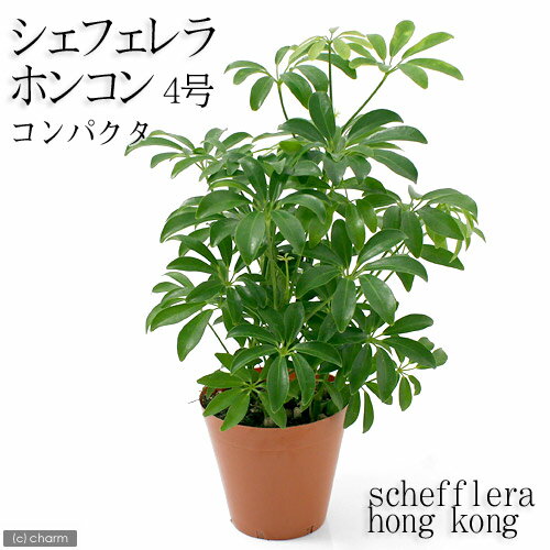 （観葉植物）シェフレラ　ホンコン　コンパクタ　4号（1鉢）【HLS_DU】