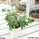 (観葉植物)フィカス ベンジャミン スターライト 4号(1鉢)
