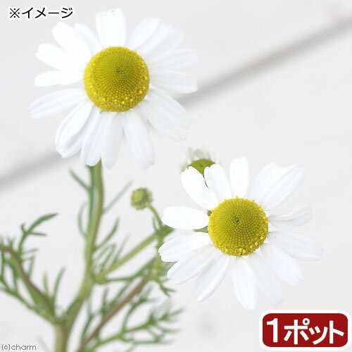 （観葉植物）ハーブ苗　カモミール　ローマン　3号（1ポット）　家庭菜園