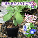 (観葉植物)アサガオ おまかせアサガオの苗 3号(20ポット) 緑のカーテン