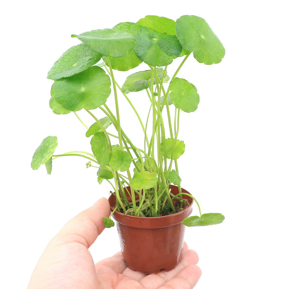 �ʿ����ȭ�������ߥ˥ޥå���롼��ʿ���աˡ�̵�����ˡ�1ȭ��