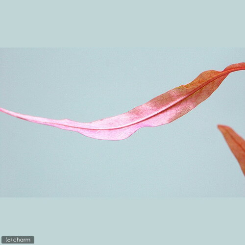 �ʿ���˥ݥꥴ�ʥ�sp���ԥ󥯡�ή���ա�S�������ʿ���աˡ�̵�����ˡ�1�ܡˡ���15cm��