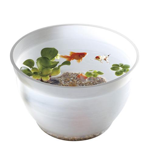 写真付きレビュー スドー 金魚の小鉢 しらゆき 白雪 金魚鉢 関東当日便の通販商品 口コミ情報 Roomclipショッピング 写真付きレビュー スドー 金魚の小鉢 しらゆき 白雪 金魚鉢 関東当日便の通販商品 口コミ情報 Roomclipショッピング