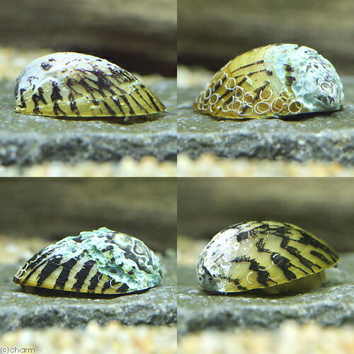 �ʥ��ӡ����ˡ�B�ʡ˥٥å����եͥ��޳���3ɤ�ˡ��̳�ƻ���彣�Ҷ������ݲ�