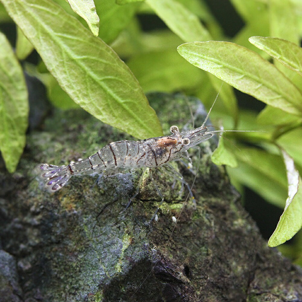 �ʥ��ӡ˥������ӡ�10ɤ��