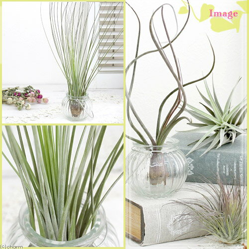 (観葉植物)エアープランツ チランジア ジュン...の紹介画像2