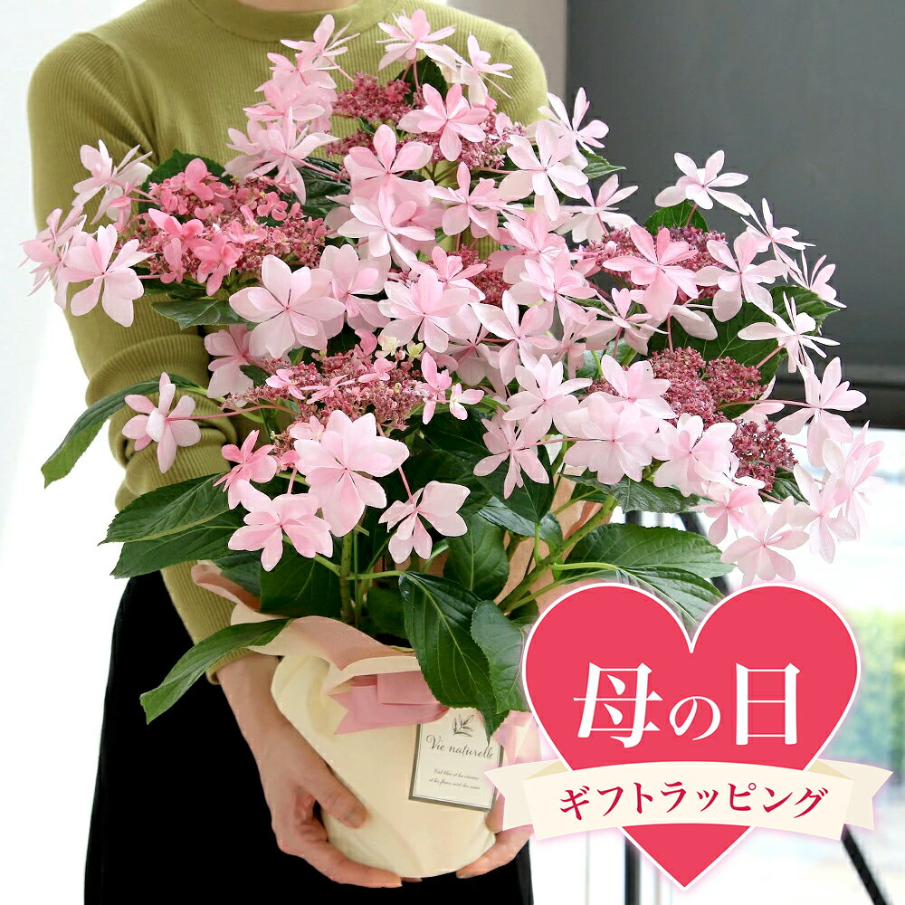 【長く楽しめるおすすめ花ギフト】紫陽花 アジサイ ダンスパーティー